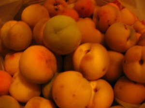 They may look like apricots, but they're actually peaches. And they're tasty.